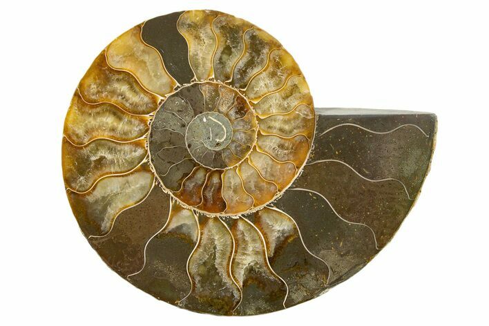Cut & Polished Ammonite Fossil (Half) - Madagascar #345631